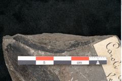 Foto (Detailansicht) von Plantae indet.  (NHMW-GEO-2024-0188-11491)